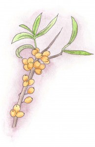 Buckthorn Berries