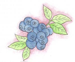 Blueberries