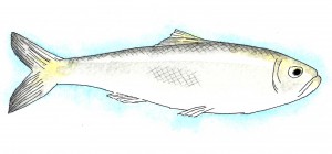 herring