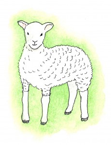 lamb