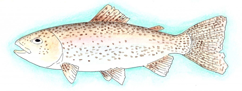 Nordic Rainbow Trout