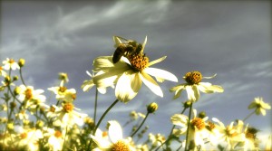 Danish Bee | Nature photography | www.karlasnordickitchen.com