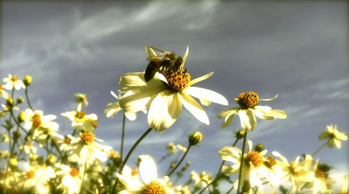 Danish Bee Nature photography