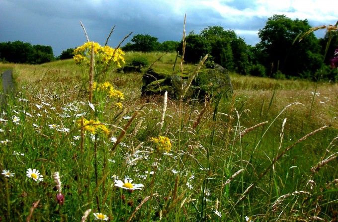 Summer field in sweden | Nature photography | www.karlasnordickitchen.com
