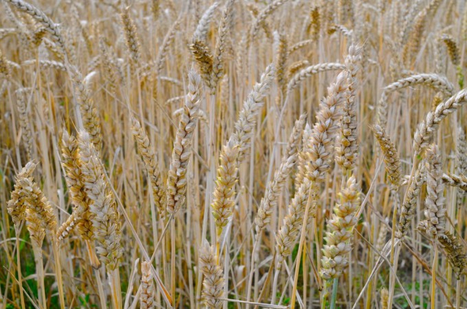 Danish Summer Nature photography