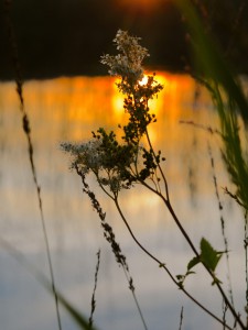 Swedish summer night | Nature photography | www.karlasnordickitchen.com