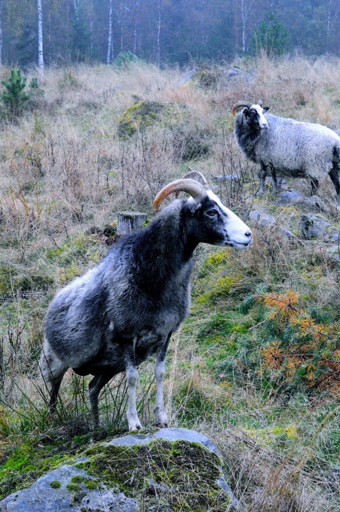 Swedish Goat dreaming about Pearl Barley Risotto